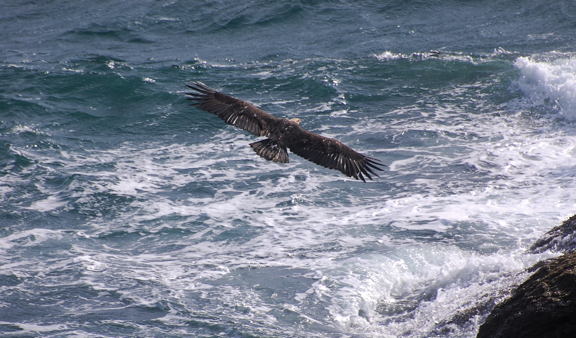 Juvenile Bald Eagle over the Salish Sea. Photo by Alex Shapiro.